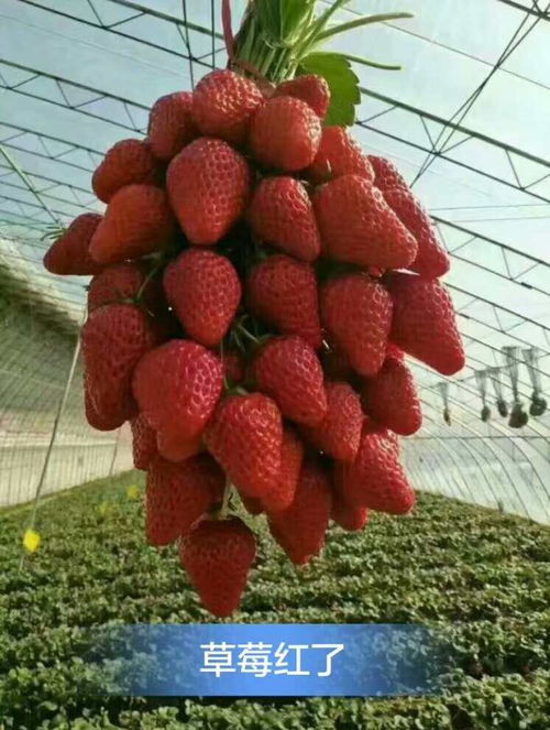 今日报价 商丘甜宝草莓苗种苗 种植公司