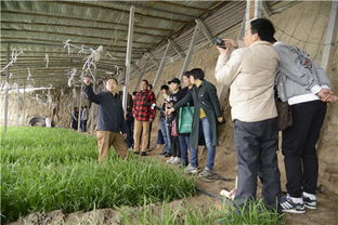 天津市科技帮扶项目 韭菜安全生产技术集成与应用 初见成效