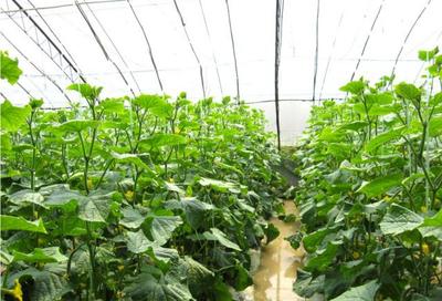 农业种植技术:种植黄瓜病虫害的综合防治,提高黄瓜的产量和品质