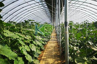 新建农业大棚温室种什么比较赚钱