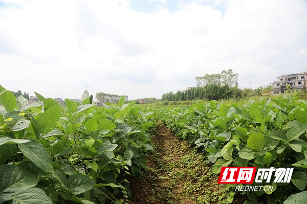 湖南新田:大豆种植整建制推进 助力大豆单产提升