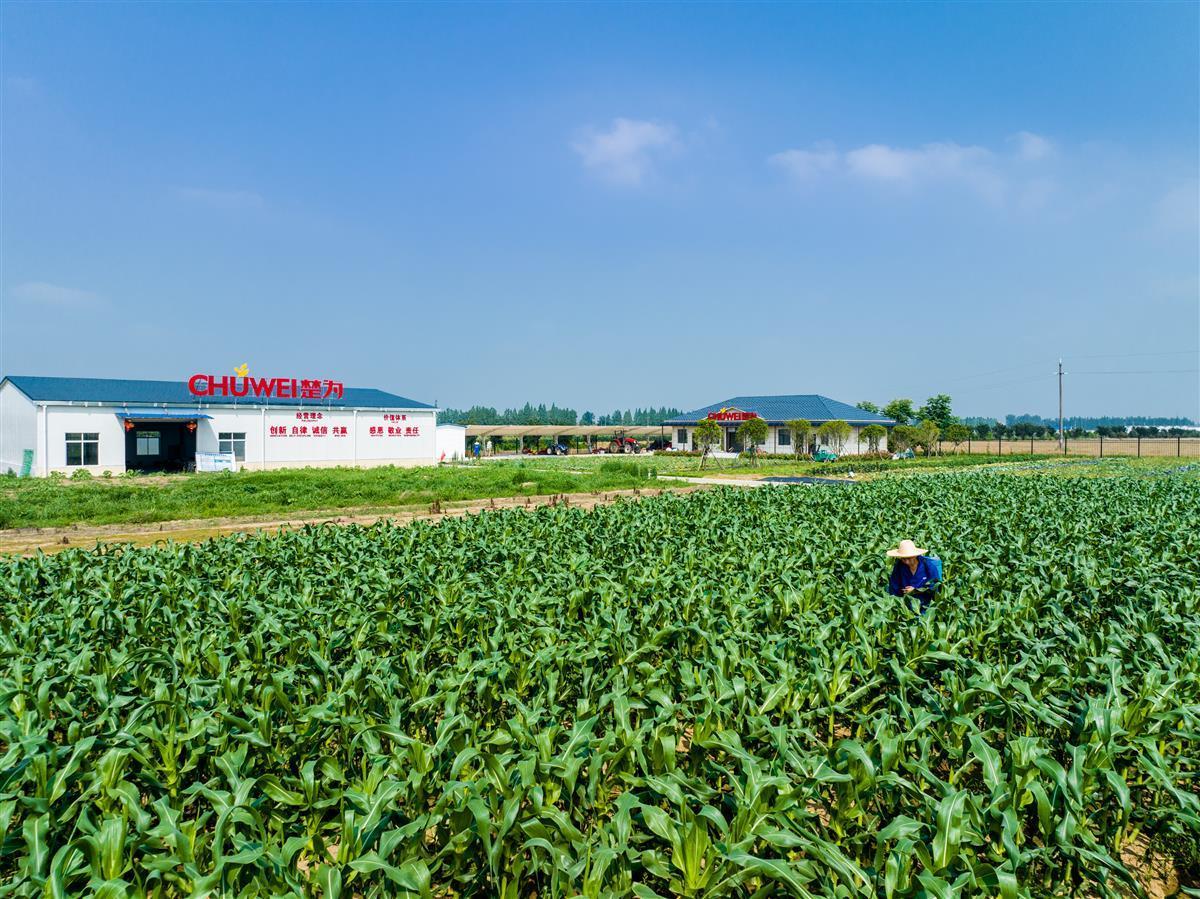 助力汉南甜玉米产业迈入“快车道”,武汉经开区首个农业产业化联合体成立