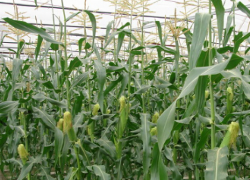 农业技术:甜玉米如何种植管理?