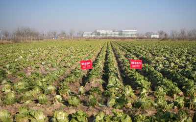 新一轮院县共建强化科技支撑 优质蔬菜高效生产技术培训观摩会在长垣举办